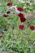 Chokladblomma