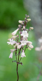 Fingerborgsblomma