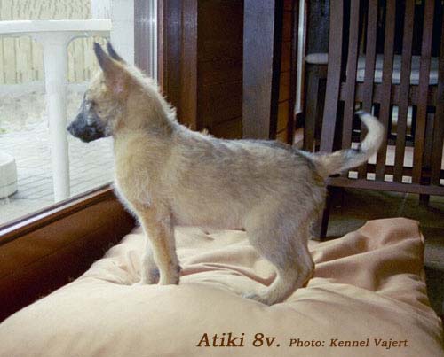 Atiki 8 veckor Foto: Kennel Vajert